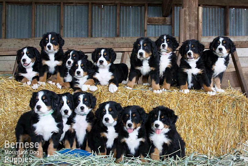 Our Bernese Mountain Dog Puppies