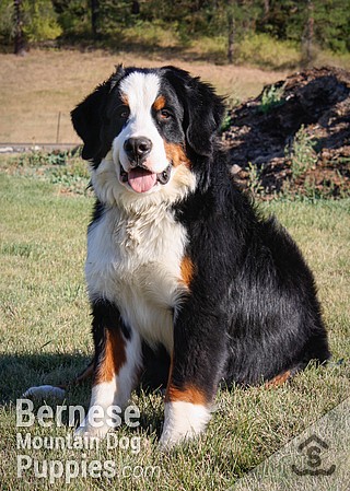 adult bernese mountain dog for sale