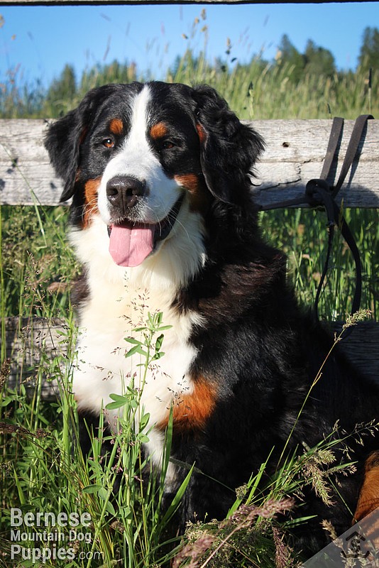 Willow, female Bernese Mountain Dog