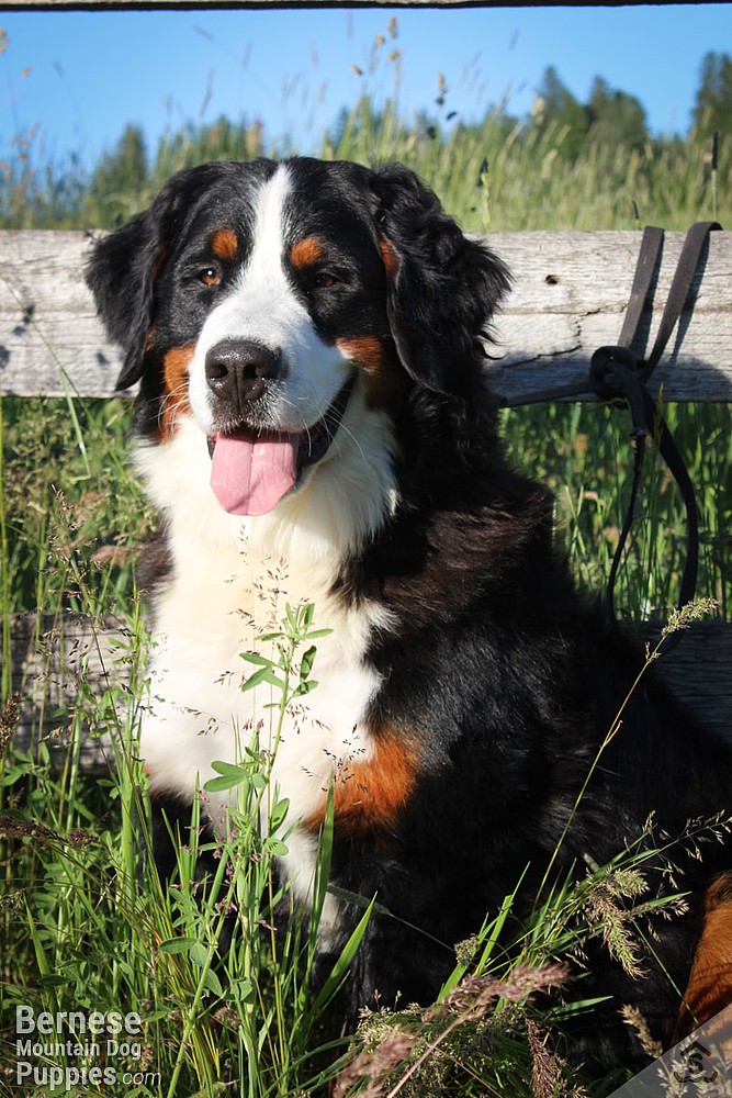 adult bernese mountain dog for sale