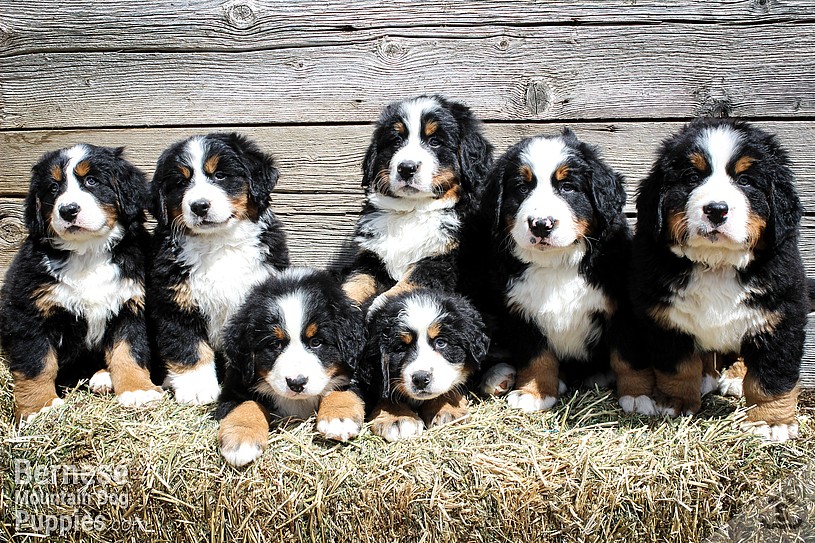 A Litter of Big Personalities, Bernese Mountain Dog Puppy