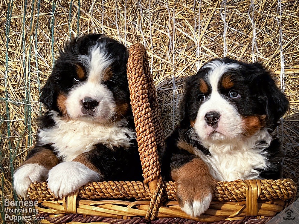 PUPPIES FOR SALE Purebred Berners from the mountains Sweetwater