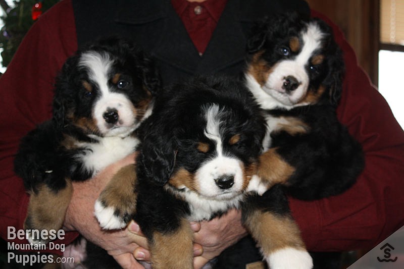 Kevin with the puppies