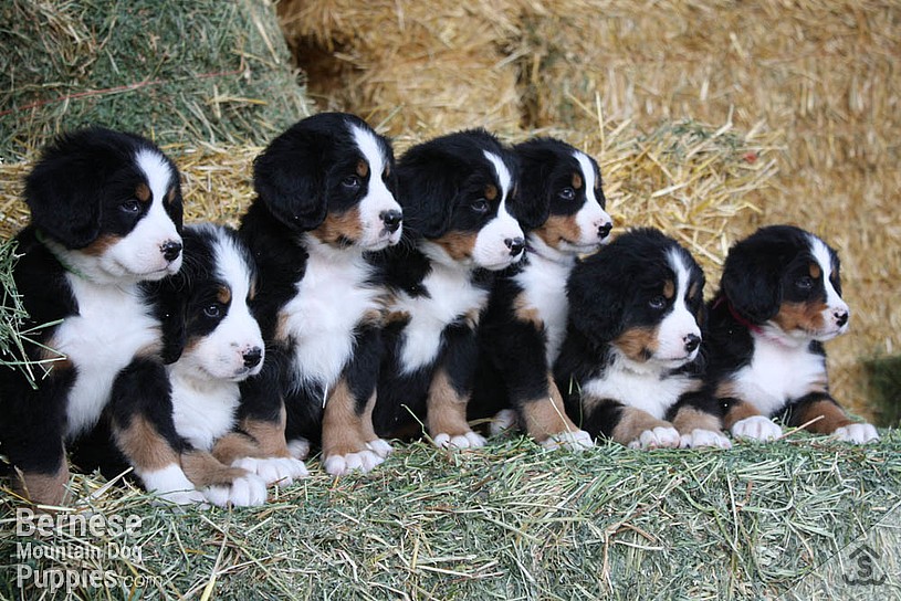 Puppy group shot