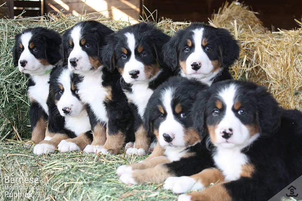 bernese mt dogs for sale